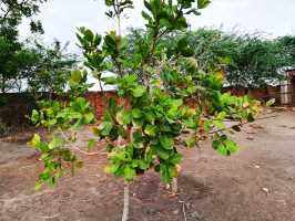 AAA Malawi: Cashew-Baum, 2 Jahre