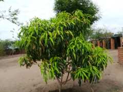 Hof von AAA Malawi: Alle Bäume, hier 3-jährige Mango, sind gut gediehen, trotz Zyklon