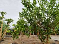 Hof von AAA Malawi: Alle Bäume sind gut gediehen, trotz Zyklon