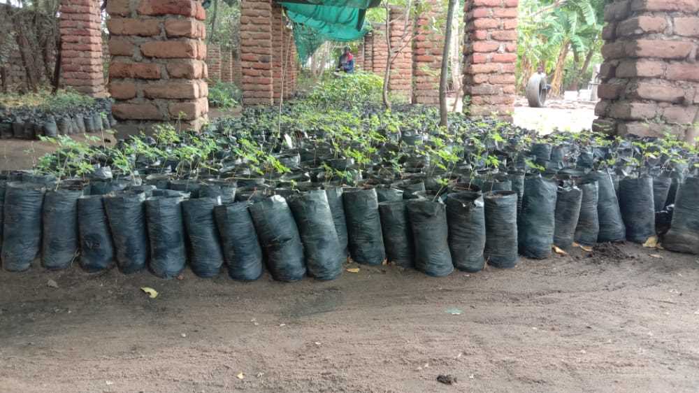 Aufzucht junger Bäumchen in der AAA Baumschule, Malawi 2021