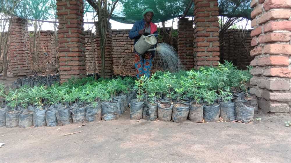 AAA-Baumschule, Malawi 2021, Junge Nemm-Bäumchen