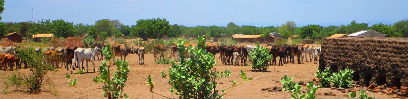 Kühe laufen über Projektfeld von Active Aid in Africa, Malawi