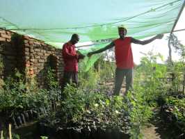 Dornensträucher, Baumschule von Active Aid in Africa, Malawi