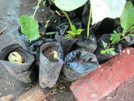 Cashewpflanzen, Mango, Baumschule von Active Aid in Africa, Malawi