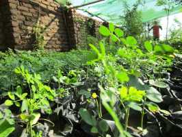 Moringa in Baumschule von Active Aid in Africa, Malawi