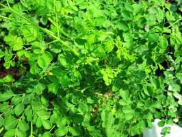 Moringa in Baumschule von Active Aid in Africa, Malawi