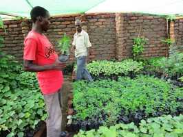 Baumschule von Active Aid in Africa, Malawi