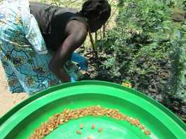 Neemaussaat mit Mary, Baumschule von Active Aid in Africa, Malawi