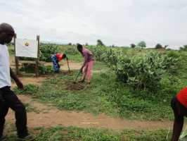Auspflanzung der Saemlinge, Active Aid in Africa Malawi