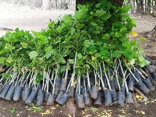 AAA Malawi: Setzlinge, bestimmt zum Auspflanzen ins Dorf