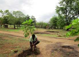 Auspflanzung von Bäumchen aus der AAA-Baumschule in der Gemeinde Nthumba