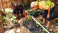 Active Aid in Africa-Neem in Ngona,Aussaat in Baumschule, Malawi