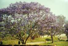 Jakaranda-Baum mitten in Bantyre