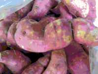 Süßkartoffeln sind nahrhaft, Active Aid in Africa, Malawi, Ngona
