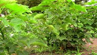 Heranwachsende Jatropha-Bäumchen, Ngona, Malawi