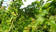 Jatropha-Pflanzungen, Ngona, Malawi, Active Aid in Africa