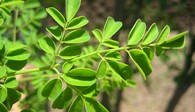 Junge Moringa, Ngona, Malawi