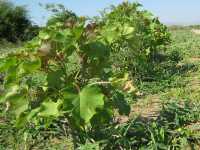 Schnell wachsende Jatropha, Active Aid in Africa, Malawi, Ngona