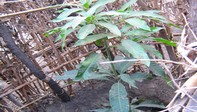 Junger Mango-Baum, Ngona, Malawi