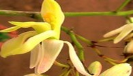 Moringa-Blüte, Active Aid in Africa in Ngona, Malawi