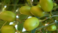 Neem-Samen am Baum in Ngona, Malawi