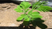 Active Aid in Africa-Moringa-Sprössling in Ngona, Malawi