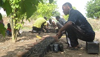 Setzen der Samen in Frühpflanzungen der Baumschule von Active Aid in Africa, Ngona, Malawi