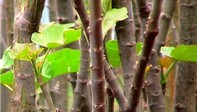 Jatropha-Stecklinge, Ngona, Malawi