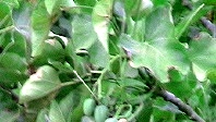 Eigene Ernte, Jatropha, Ngona, Malawi