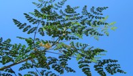 Moringa-Zweig, Active Aid in Africa in Ngona, Malawi