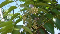 Blühender Neem in Lilongwe, Malawi