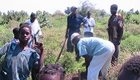 Erste Pflanzungen auf Feld von Active Aid in Africa, Ngona, Malawi