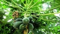 Papayas erhältlich bei AAA Malawi in Tengani