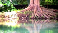 Baum bringt Leben und Wasser