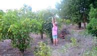 Jatropha-Nuss-Ernte in Ngona, Malawi, Active Aid in Africa