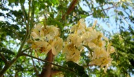 Moringa blüht, Active Aid in Africa in Ngona, Malawi