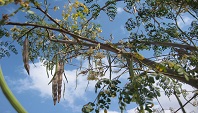 Moringa-Schoten, Blueten, Ngona, Malawi