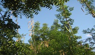 Active Aid in Africa-Moringa und Neem-Bäume in Ngona, Malawi