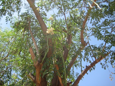 Afrika, Malawi, Moringa als Buschwerk