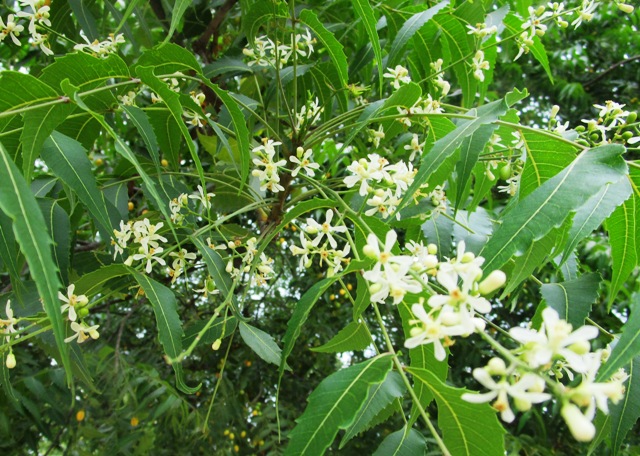 Neem-Baum von AAA Malawi in Ngona, Tengani