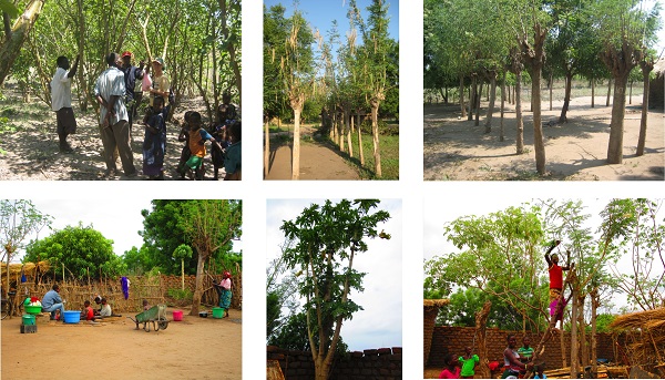 Anpflanzungen, Active Aid in Africa, Malawi