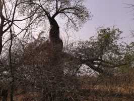 Wälder bei Chikoko in Tengani gilt es zu schützen vor Brandrodung, Riesiger Baobab zum Teil schon beschädigt.