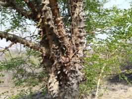 Baum mit Dornenbewehrung am Stamm, Buschgebiet bei Chikoko, Tengani, Malawi