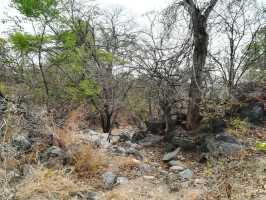 Brandrodung im Busch bei Chikoko, Tengani, Malawi, breitet sich langsam aus