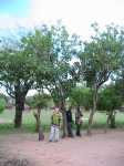 Hohe Jatropha bei Chapananga, Lower Shire, Malawi