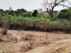 Anpflanzung in Chikoko, Tengani in sehr gutem Zustand, trotz Zyklon