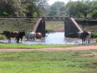 Reste der Eisenbahnbrücke bei Phokera