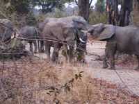 Elefanten in Kasungu