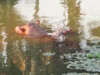 Hippos kommen zahlreich in Liwonde vor