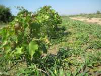 Jatropha auf dem AAA-Feld